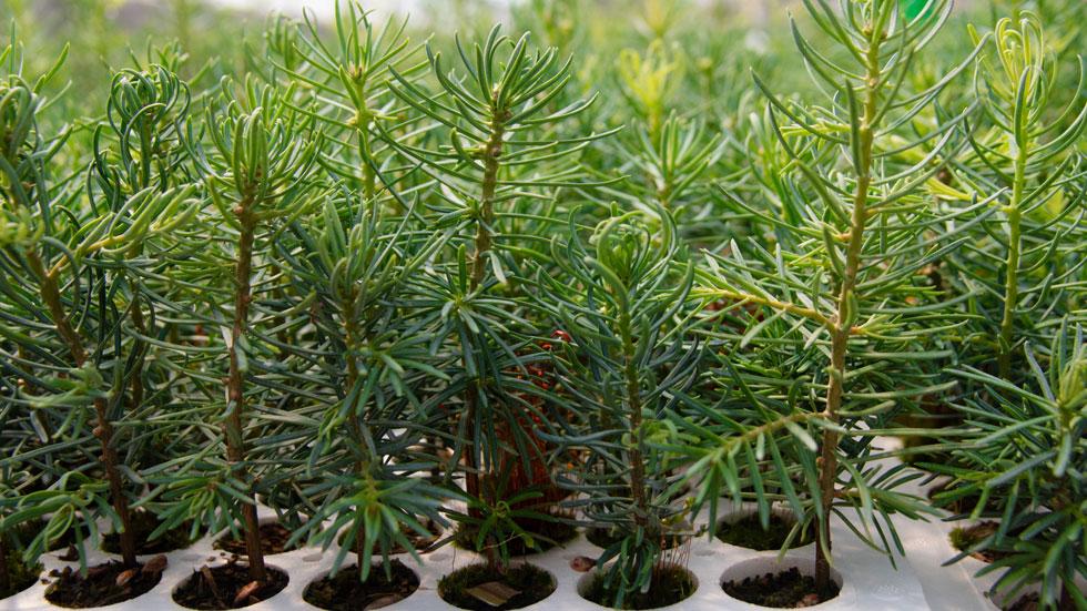 Seedlings