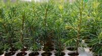 Seedlings